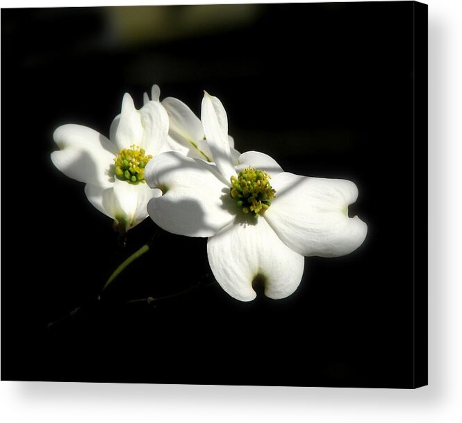 Nature Acrylic Print featuring the photograph Flowering Dogwood by Peggy Urban