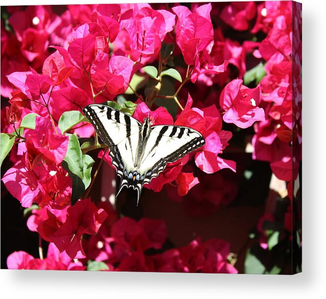  Acrylic Print featuring the photograph Flutter By by Eli Tynan