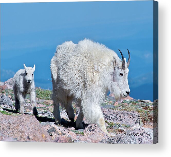 Mountain Goats Acrylic Print featuring the photograph Following Momma by Stephen Johnson