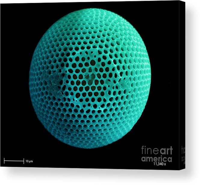 Nature Acrylic Print featuring the photograph Fossil Diatom, Sem by Ted Kinsman