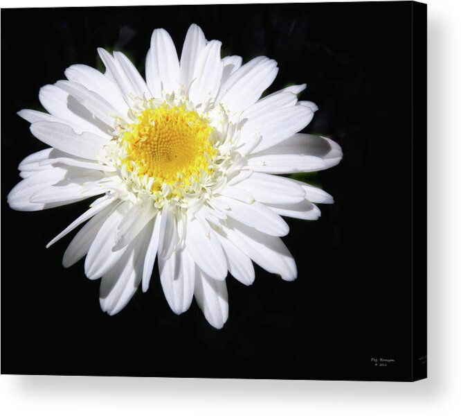 Nature Acrylic Print featuring the photograph Frilly Daisy by Peg Runyan