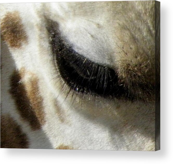 Giraffe Acrylic Print featuring the photograph Gentle Eye by Kim Galluzzo