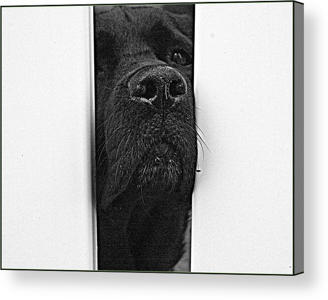 Dog Acrylic Print featuring the photograph Get Me Outta Here by Bruce Carpenter