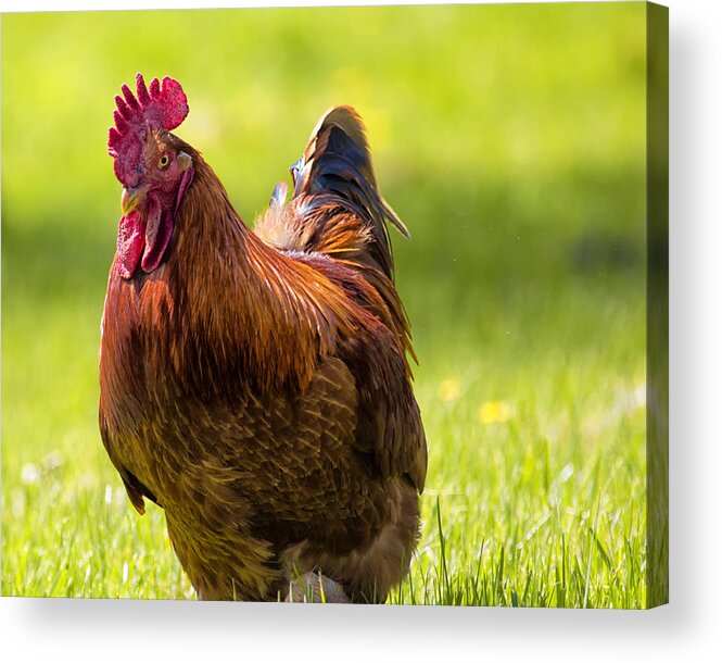 Rooster Acrylic Print featuring the photograph Gettin Clucky With It by Bill and Linda Tiepelman