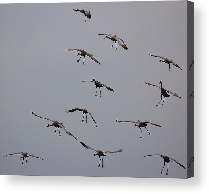 Cranes Acrylic Print featuring the photograph Good Luck Finding a Parking Spot by Don Schwartz