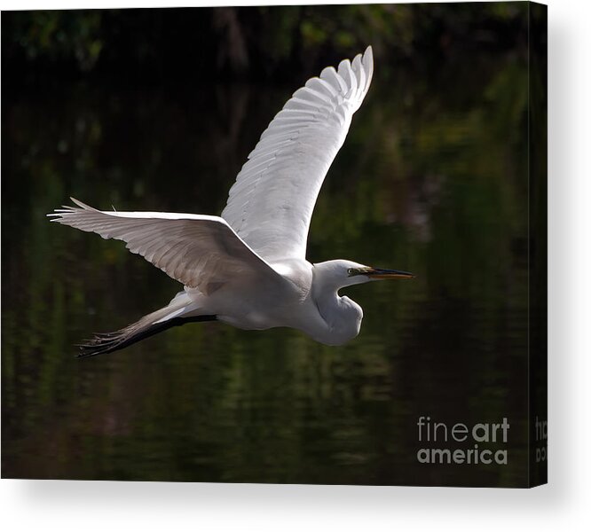 Egret Acrylic Print featuring the photograph Great Egret flying by Art Whitton