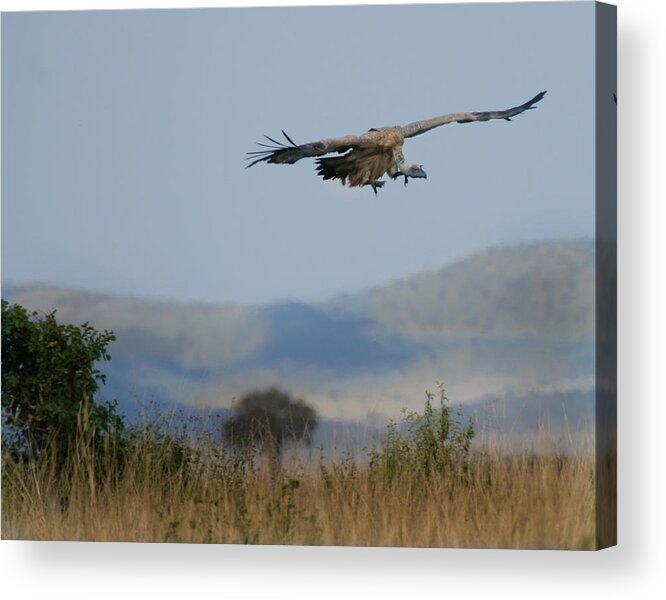 Griffon Vulture Acrylic Print featuring the photograph Griffon Vulture Masai Mara Kenya by Joseph G Holland