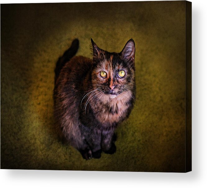 Cats Acrylic Print featuring the photograph Haley Joel by Pat Abbott