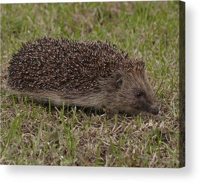 Hedgehog Acrylic Print featuring the photograph Hedgehog by Paul Scoullar