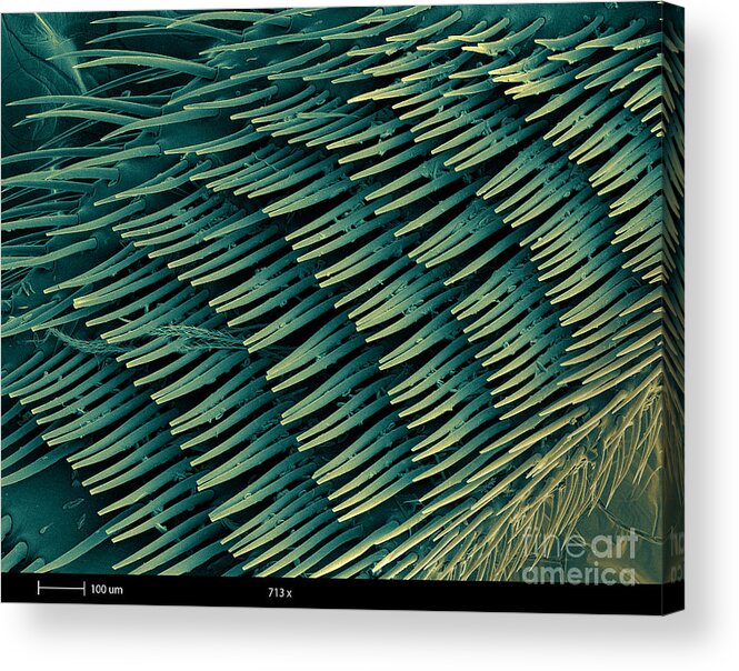 Nature Acrylic Print featuring the photograph Honey Bee Leg, Sem by Ted Kinsman
