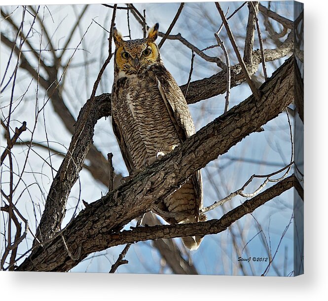 Owl Acrylic Print featuring the photograph Horned Owl in Tree by Stephen Johnson