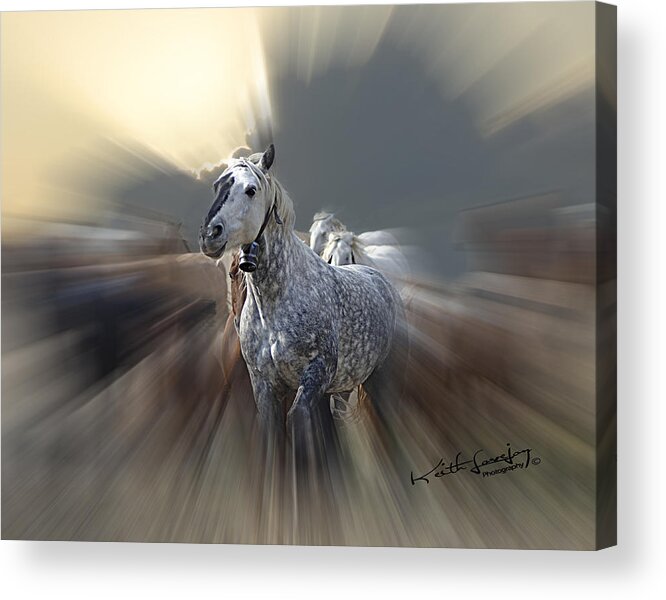 Horse Acrylic Print featuring the photograph Horse Of A Different Color Zoomed by Keith Lovejoy