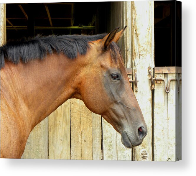 Horse Acrylic Print featuring the photograph Horse Portrail by Sandi OReilly