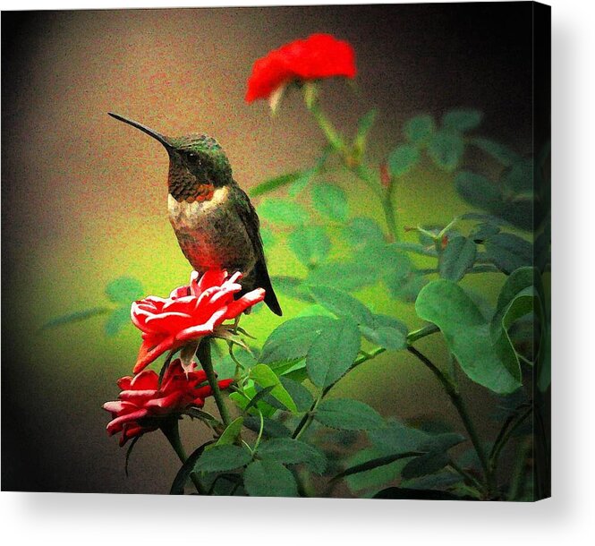 Hummingbird Acrylic Print featuring the digital art Hummingbird On The Rose by Carrie OBrien Sibley