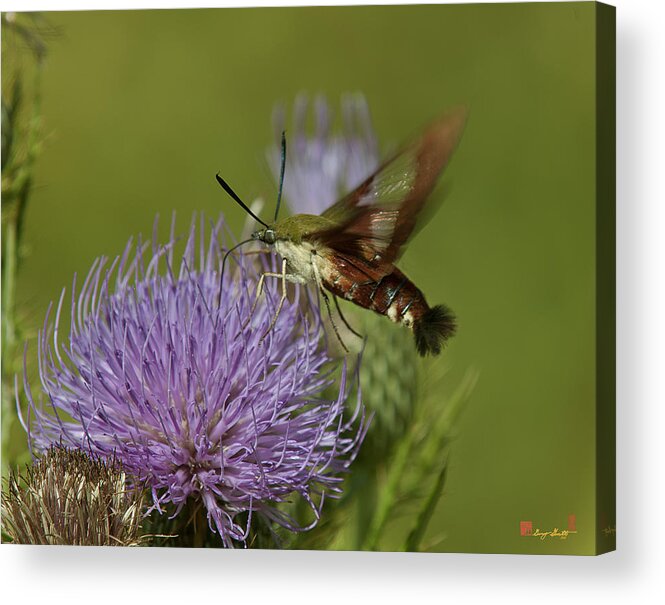 Nature Acrylic Print featuring the photograph Hummingbird or Clearwing Moth DIN178 by Gerry Gantt