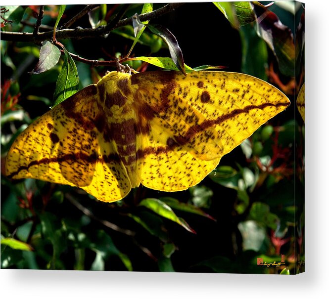 Nature Acrylic Print featuring the photograph Imperial Moth DIN053 by Gerry Gantt