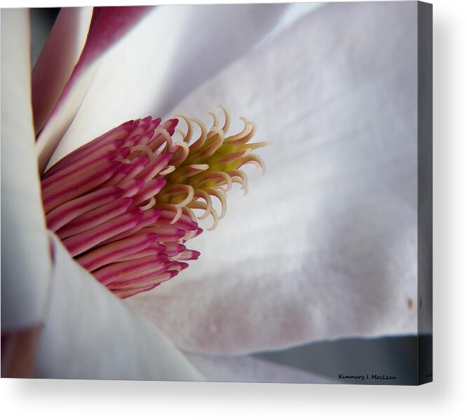Bloom Acrylic Print featuring the photograph In the Middle by Kimmary MacLean