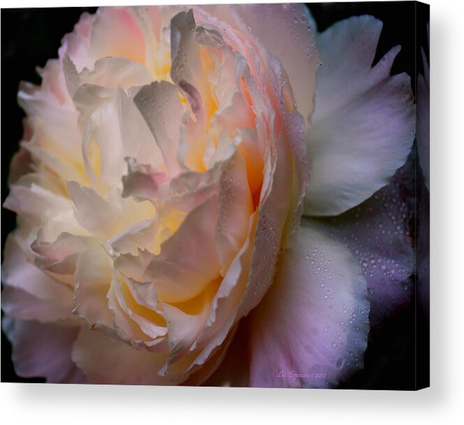 Peonie Acrylic Print featuring the photograph Inner Beauty by Liz Evensen