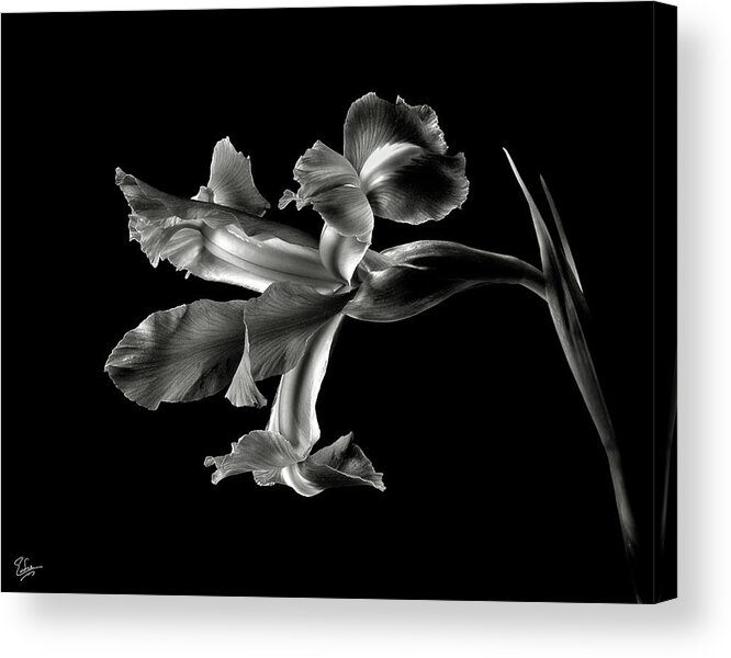 Flower Acrylic Print featuring the photograph Iris in Black and White by Endre Balogh