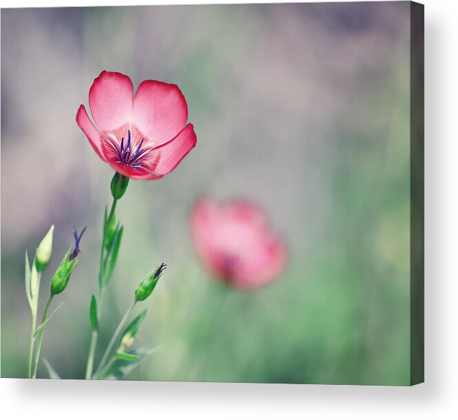Wildflower Acrylic Print featuring the photograph It starts with one by Joel Olives