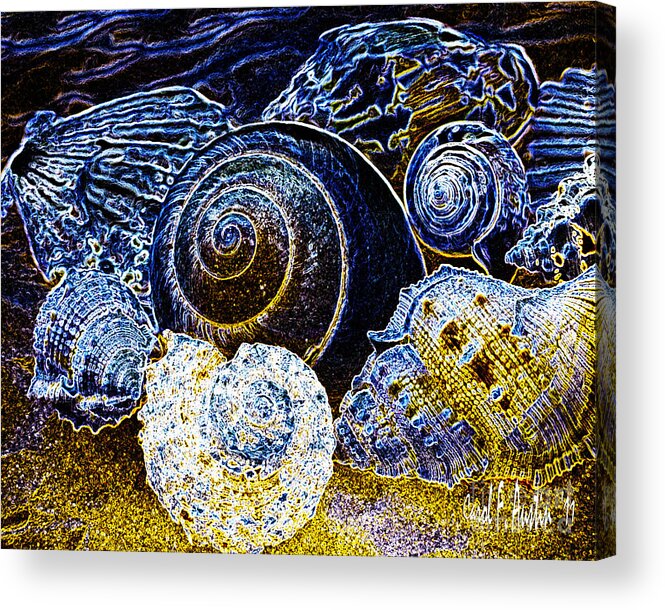 Shells Acrylic Print featuring the photograph Seashell Wall Art by Carol F Austin