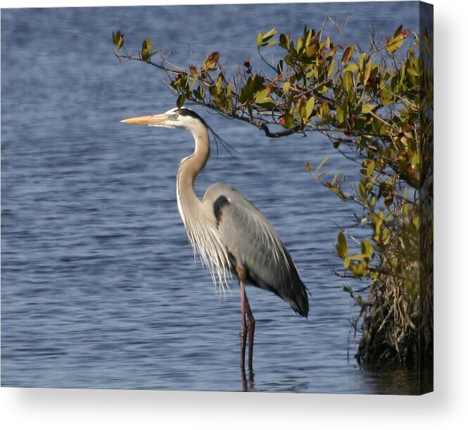  Acrylic Print featuring the photograph Just Need A Little Shade by Jeanne Andrews