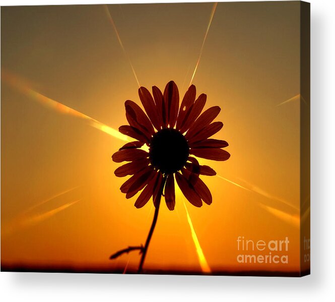 Flower Acrylic Print featuring the photograph Life Source by Terry Doyle