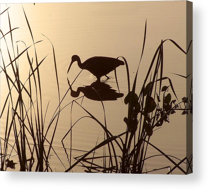 Nature Acrylic Print featuring the photograph Limpkin at Dawn by Peggy Urban