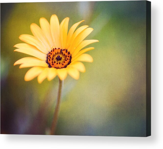 Texture Acrylic Print featuring the photograph Living life boldly by Joel Olives