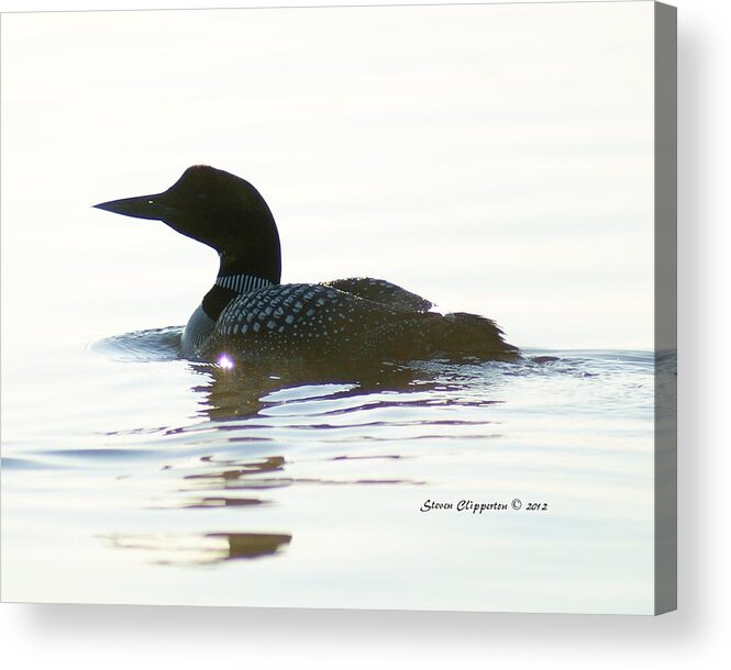 Loon Acrylic Print featuring the photograph Loon 3 by Steven Clipperton