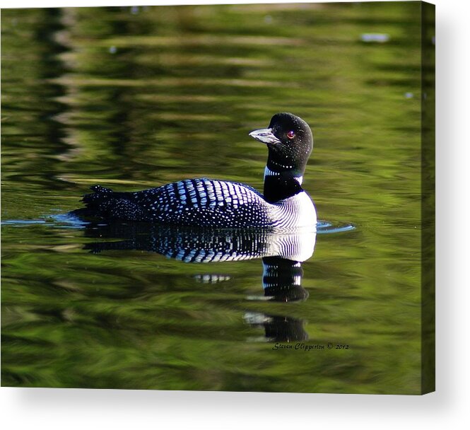 Loon Acrylic Print featuring the photograph Loon 4 by Steven Clipperton