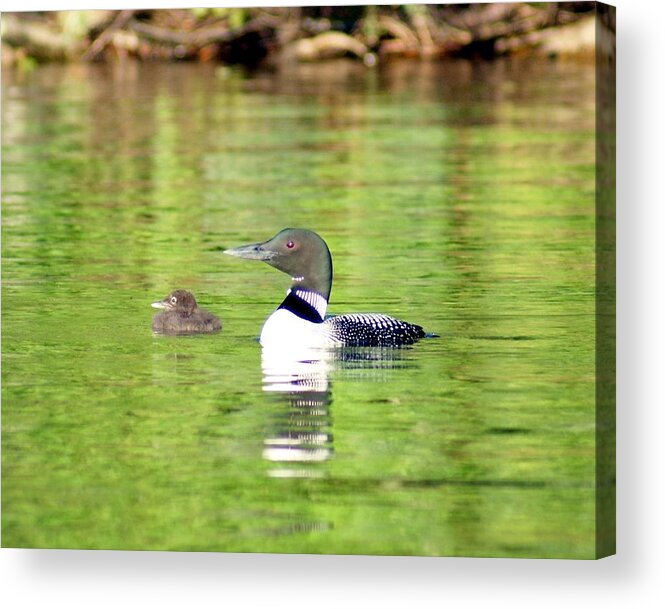 Wildlife Acrylic Print featuring the photograph Loons Big and Small by Steven Clipperton