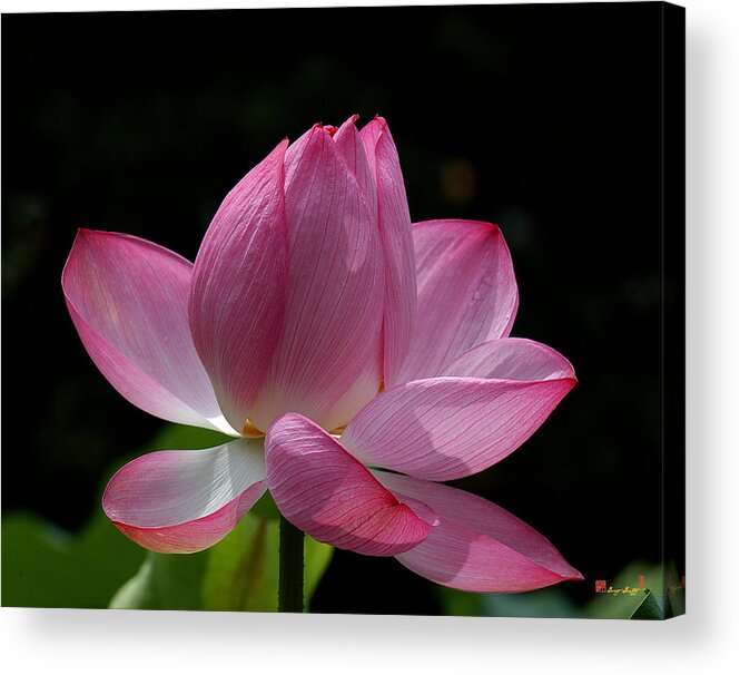 Nature Acrylic Print featuring the photograph Lotus Beauty--Beauty in Disarray DL027 by Gerry Gantt