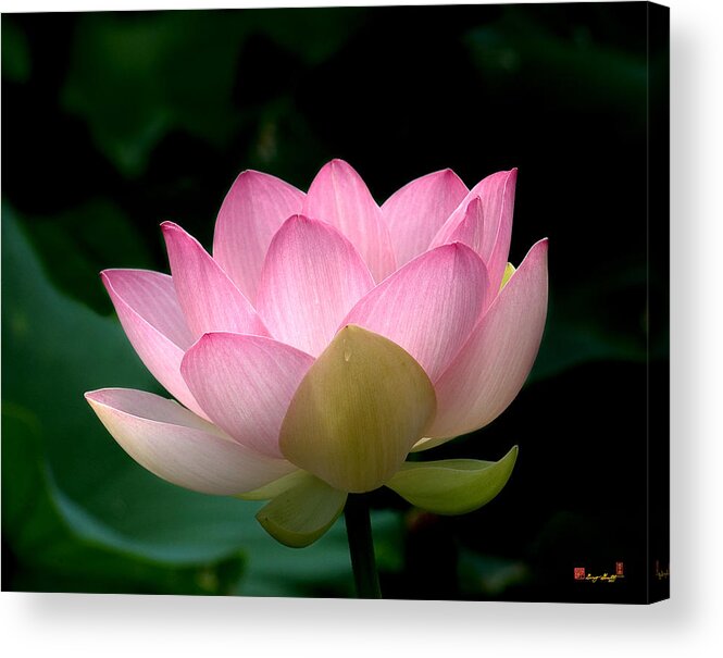Nature Acrylic Print featuring the photograph Lotus Beauty--Blushing DL003 by Gerry Gantt