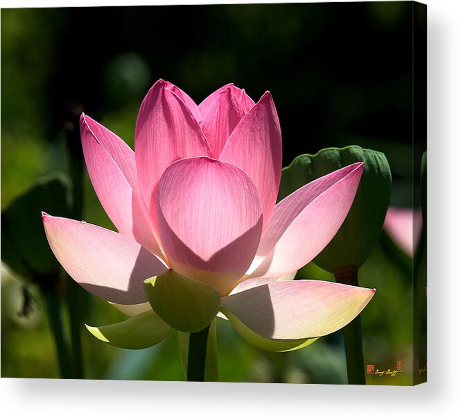 Nature Acrylic Print featuring the photograph Lotus Beauty--Radiant Beauty DL011 by Gerry Gantt