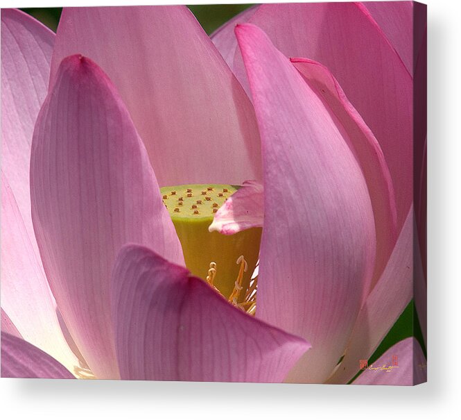 Nature Acrylic Print featuring the photograph Lotus--Center of Being i DL022 by Gerry Gantt