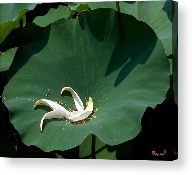 Nature Acrylic Print featuring the photograph Lotus Leaf--Castoff iii DL060 by Gerry Gantt