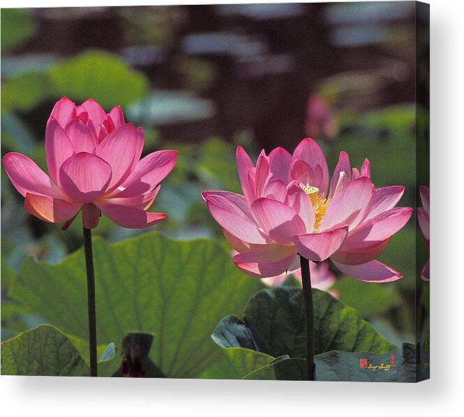 Nature Acrylic Print featuring the photograph Lotus Pair 24M by Gerry Gantt
