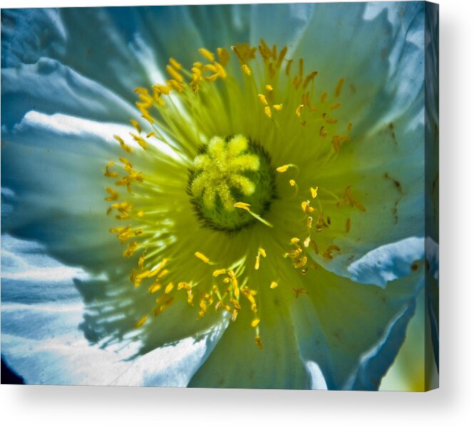 Flowers Acrylic Print featuring the photograph Macro Shot by Mickey Clausen