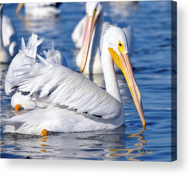 White Pelicans Acrylic Print featuring the photograph Majestic by Maria Nesbit