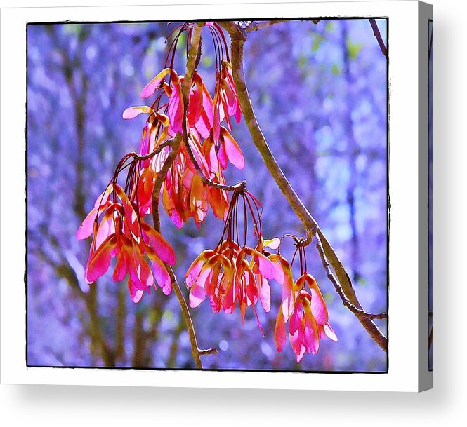Acer Acrylic Print featuring the photograph Maple Keys by Judi Bagwell