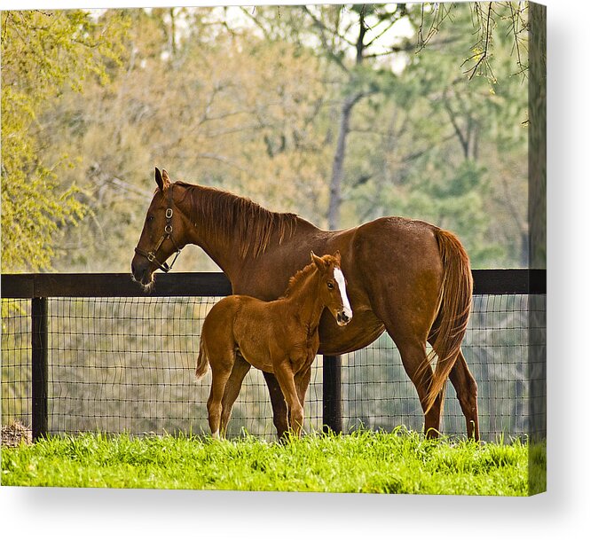 Horse Acrylic Print featuring the photograph Mare and Foal by Betty Eich
