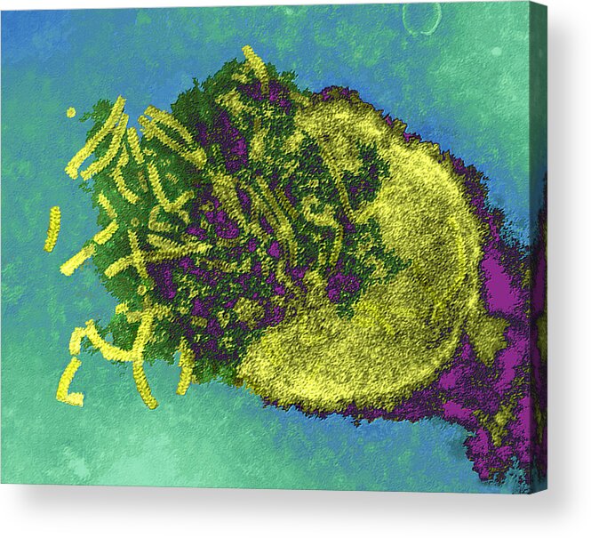 Morbillivirus Acrylic Print featuring the photograph Measles Virus, Tem by Dr Linda Stannard, Uct