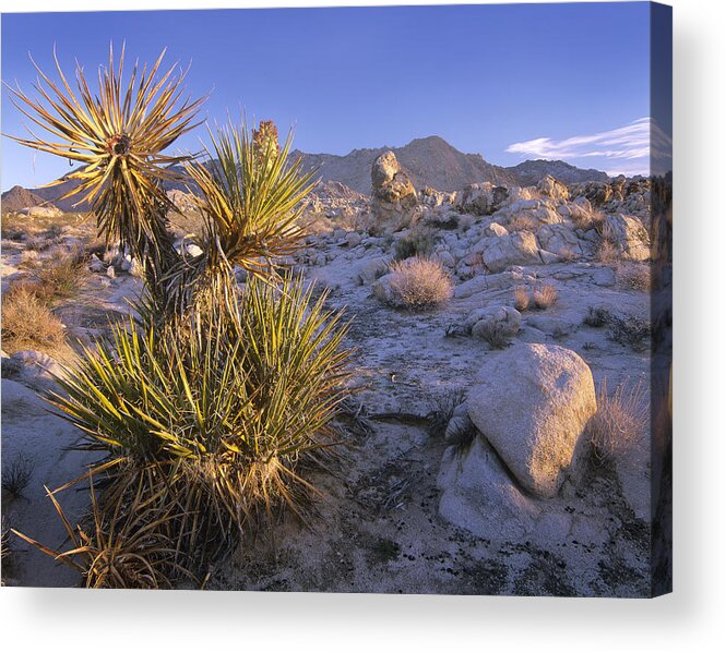 00176005 Acrylic Print featuring the photograph Mojave Yucca In Rocky Landscape Mojave by Tim Fitzharris