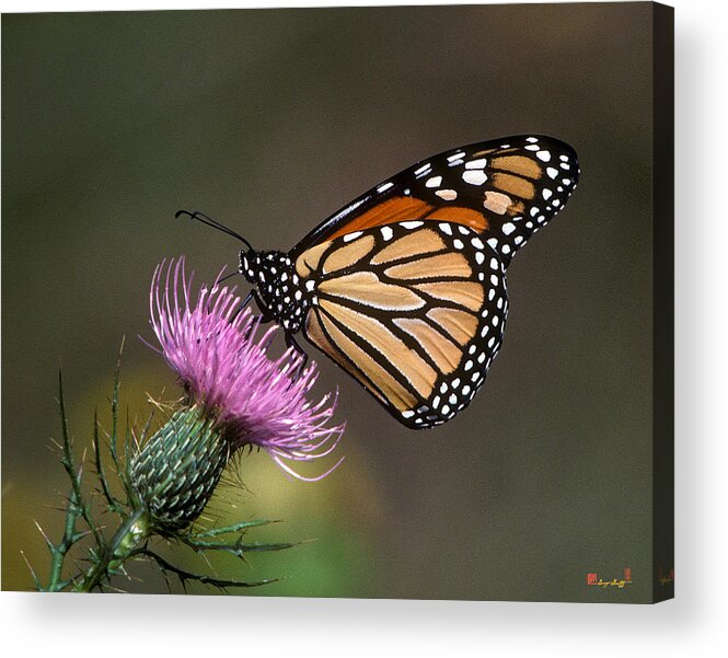 Nature Acrylic Print featuring the photograph Monarch Butterfly on Thistle 13A by Gerry Gantt