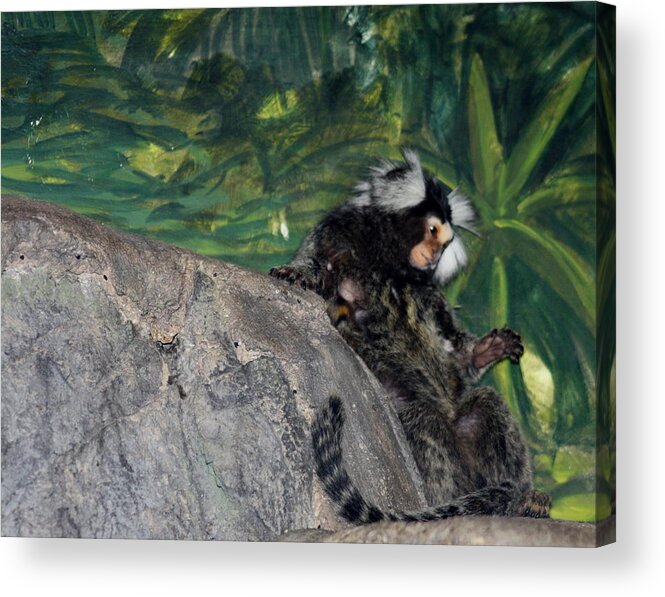 Monkey Acrylic Print featuring the photograph Monkey Break by Kim Galluzzo Wozniak