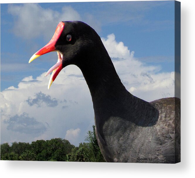 Moorhen Acrylic Print featuring the photograph Moorhen Calls by T Guy Spencer