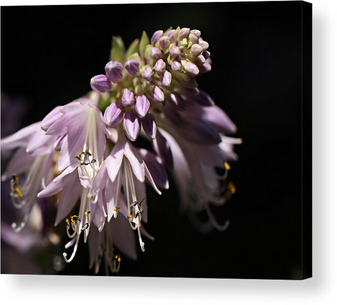 Light Acrylic Print featuring the photograph Morning Light by Katherine White