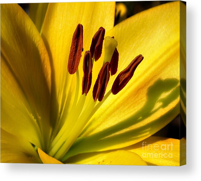 Diane Berry Acrylic Print featuring the photograph Morning Yellow by Diane E Berry