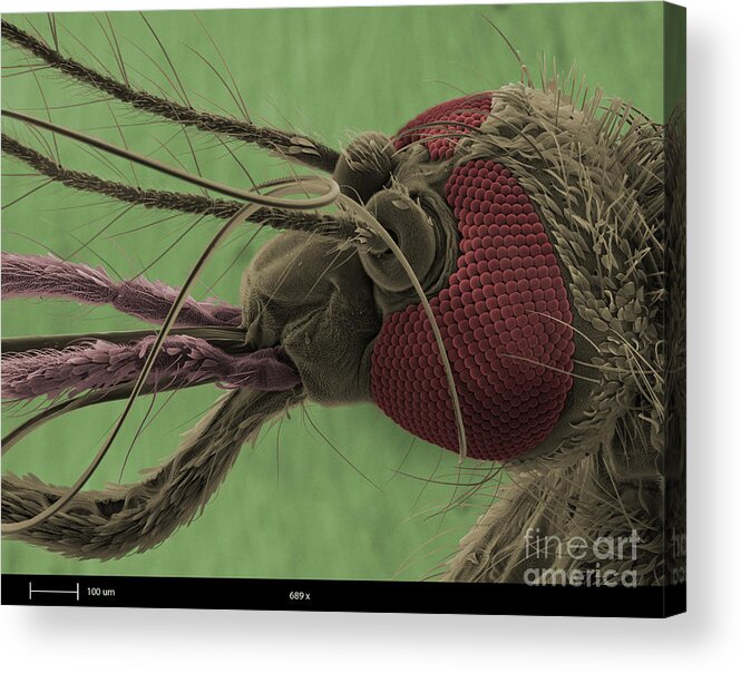 Mosquito Acrylic Print featuring the photograph Mosquitos Head, Sem by Ted Kinsman